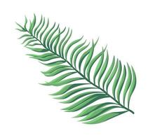 Tropical and exotic foliage and plants, fern decor vector