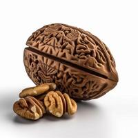 A photograph of single brown walnut on white background photo