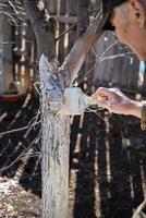 painting trees with lime from insects in a country garden. Whitewashing of spring trees, protection from pests. photo