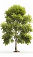 American beech trees, 3d rendering, for illustration, digital composition, architecture visualization, Generate Ai photo