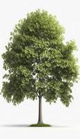 American beech trees, 3d rendering, for illustration, digital composition, architecture visualization, Generate Ai photo