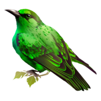 Beautiful green bird isolated on transparent background png