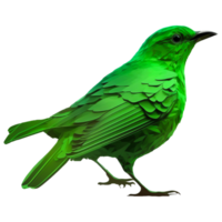 uccello pappagallo tacchino avvoltoio verde miele rampicante png