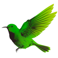 grüne Vogel-Zeichentrickfigur png