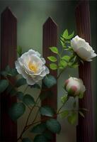 couple of white roses sitting on top of a wooden fence. . photo