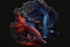 two siam fighting fish on a black background. . photo