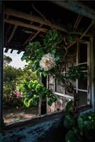 white flower sitting on top of a window sill. . photo