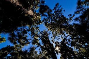 Trees in the forest photo