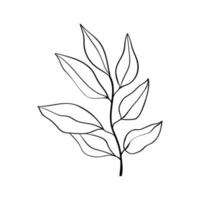 Herbs and plants. Linear drawing of a branch with leaves. Botanical pattern for cards and invitations vector