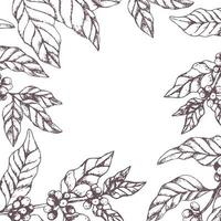 Frame from leaves and berries of coffee. Coffee tree border. Decorative design for a cafe vector