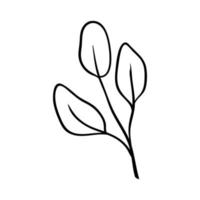 Herbs and plants. Drawing of a twig with 3 leaves. Botanical pattern for cards and invitations vector