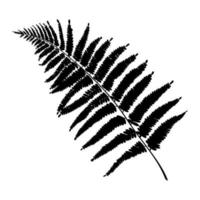 Fern leaf silhouette or print. Botanical drawing of taiga or jungle grass. vector