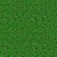 green grass texture background, grass closeup wallpaper photo