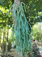 Aristolochia indica plant photo