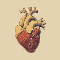 Human heart with veins and arteries. Vector illustration in vintage style.