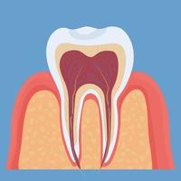 Human tooth anatomy, medical, dental model. Colorful, detailed object. . Vector illustration