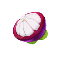 Watercolor and drawing for fresh sweet mangosteen. Digital painting of fruits illustration. png