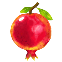Watercolor and drawing for fresh sweet red pomegranat. Digital painting of fruits illustration. png