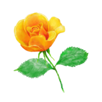 Watercolor and drawing for blooming yellow rose. Digital painting of beautiful flowers illustration. png