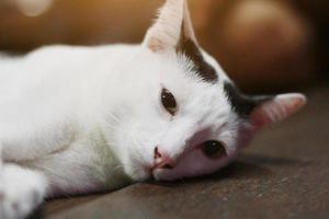 White cat enjoy and relax on wooden floor photo