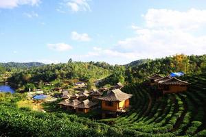 Beautiful landscape Tea Plantation on the mountain of Lee Wine Ruk Thai Resort, Thailand photo