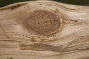 Tree trunk after being cut, background photo