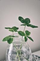 a bouquet of l field four-leaf clovers in a small vase on a light smooth background photo