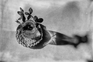 un ramo de flores de l campo cuatro hojas tréboles en un pequeño florero en un ligero suave antecedentes foto