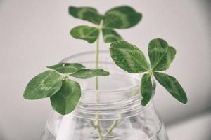 a bouquet of l field four-leaf clovers in a small vase on a light smooth background photo