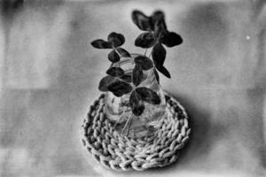 a bouquet of l field four-leaf clovers in a small vase on a light smooth background photo