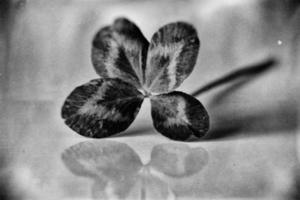 a bouquet of l field four-leaf clovers in a small vase on a light smooth background photo