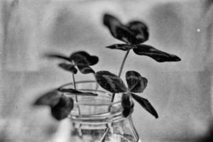 a bouquet of l field four-leaf clovers in a small vase on a light smooth background photo