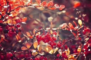 autumn red bush barberry in the rays of the morning sun, photo