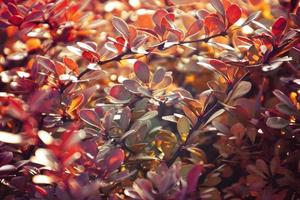 otoño rojo arbusto bérbero en el rayos de el Mañana sol, foto