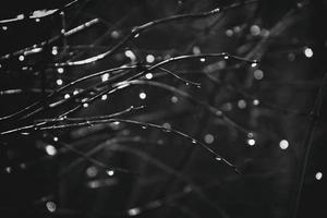 autumn branches of a tree dressed in leaves and raindrops shining in the sun photo