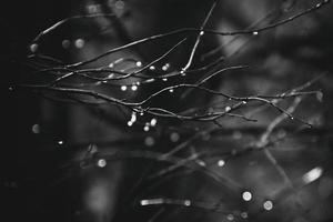 autumn branches of a tree dressed in leaves and raindrops shining in the sun photo