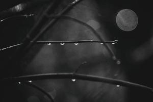 autumn branches of a tree dressed in leaves and raindrops shining in the sun photo