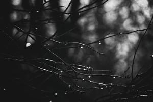 autumn branches of a tree dressed in leaves and raindrops shining in the sun photo