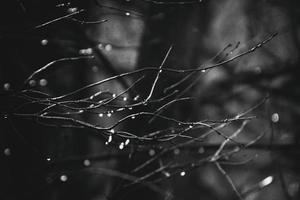 autumn branches of a tree dressed in leaves and raindrops shining in the sun photo