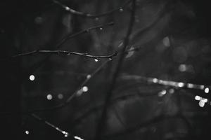 autumn branches of a tree dressed in leaves and raindrops shining in the sun photo