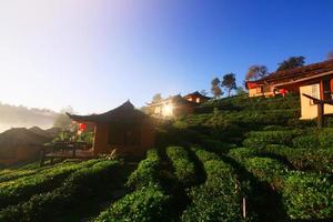Beautiful resort and vallage is Chinese style with Tea Plantation in mist and sunrise shining on the mountain at Ban Rak Thai, Mae Hong Son province, Thailand. photo