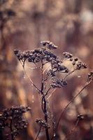 otoño plantas con gotas de agua después el noviembre congelación lluvia foto