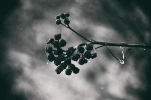 autumn plants with drops of water after the November freezing rain photo