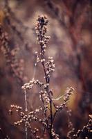 autumn plants with drops of water after the November freezing rain photo