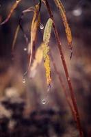 autumn plants with drops of water after the November freezing rain photo