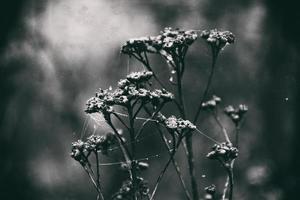 autumn plants with drops of water after the November freezing rain photo