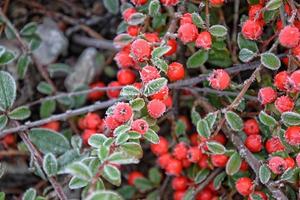 shrub with green leaves and red fruits covered with white frost photo