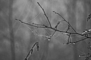 otoño araña web en el niebla en un planta con gotas de agua foto