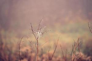 autumn spider web in the fog on a plant with droplets of water photo