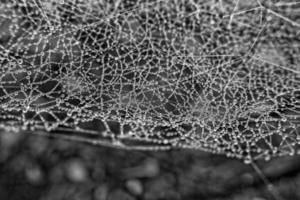 autumn spider web in the fog on a plant with droplets of water photo